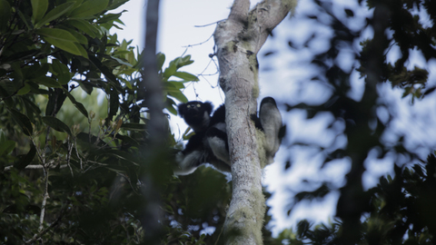 Crime Scene Rainforest, Bild 11